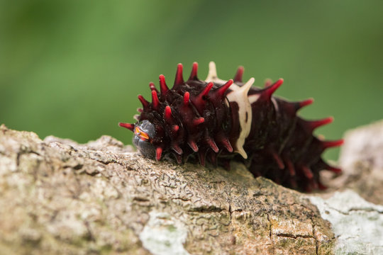 Image of Common rose caterpillar(Pachliopta aristolochiae goniopeltis Rothschild, 1908) on nature background. Insect Animal