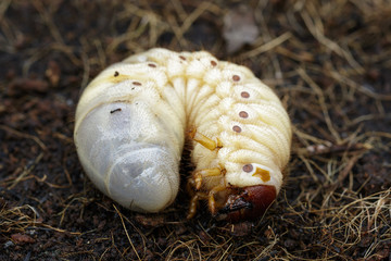 Image of grub worms, Coconut rhinoceros beetle (Oryctes rhinoceros), Larva on the ground. © yod67