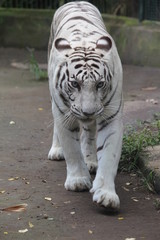 White Tiger