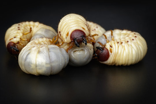 Image of grub worms, Coconut rhinoceros beetle (Oryctes rhinoceros), Larva on black background.