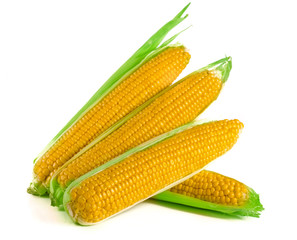 ear of corn isolated on a white background. Top view