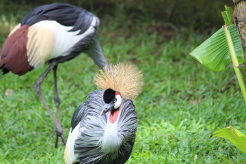 Crowned Crane
