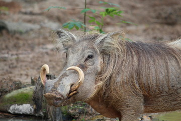 Wild Wort Hog