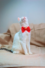 portrait of a white domestic cat with a red bow 