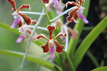 Dainty Orchid