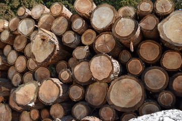 切り出された杉の丸太