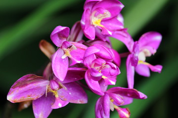 Stunning Pink Orchid