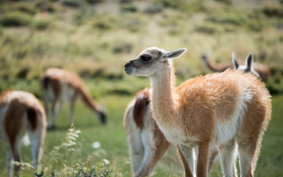 Parque Nacional Torres del Paine