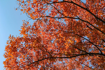 カラフルに紅葉したケヤキ