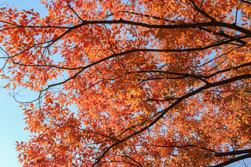 カラフルに紅葉したケヤキ