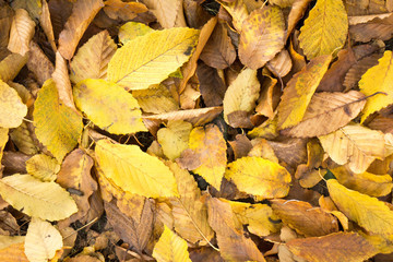 Autunno Inoltrato