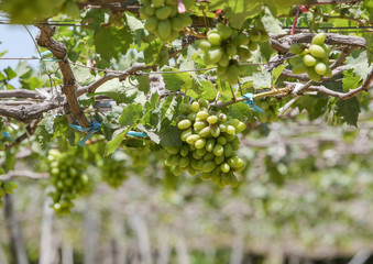Large bunch of white wine grapes hang from a vine. Ripe grapes with green leaves