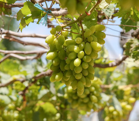 Large bunch of white wine grapes hang from a vine. Ripe grapes with green leaves