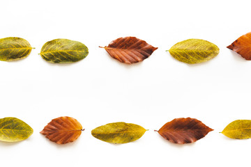 Naklejka premium Arrangement With Colorful Autumn Leaves