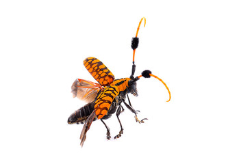 Insect orange pattern on a white background.