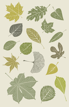 Collection of various leaves