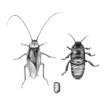 Cockroach hand drawing vintage style