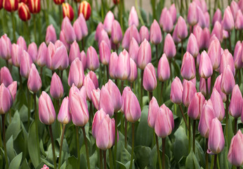pink tulips flowers blooming in a garden