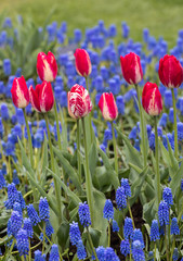 Naklejka premium Red tulips and blue hyacinth blooming in a garden