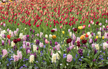 colorful tulips and hyacinths blooming in a garden