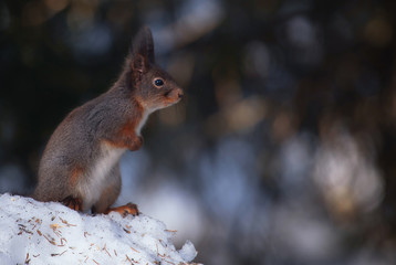 Red squirrel (Sciurus vulgaris).