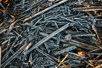 First Frost. Frozen leaves