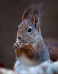 Red squirrel (Sciurus vulgaris).