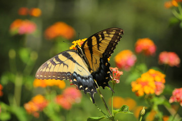 Butterflies: Monarch, Painted Lady, on Flower 