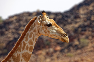 Giraffe im  Augrabies Wasserfälle Nationalpark