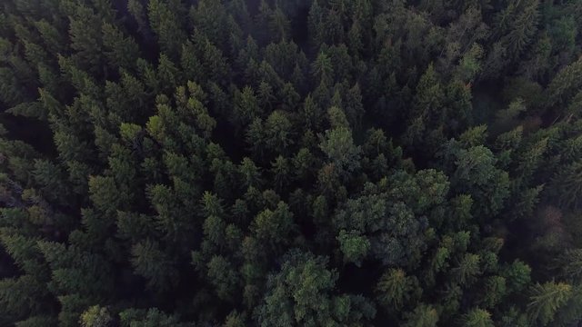 flying above green forest at summer time