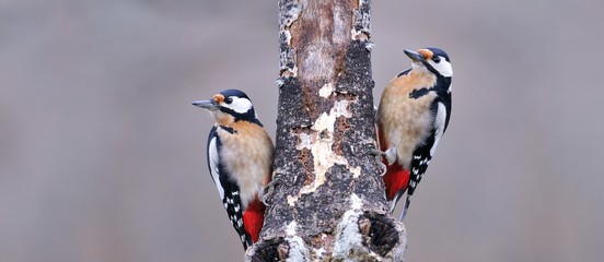Two great spotted woodpecker perched.