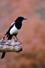 Magpie perched on a tree.