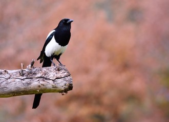 Magpie perched on a tree.