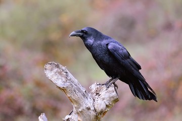 Black Raven, Corvus corax in autumn time.