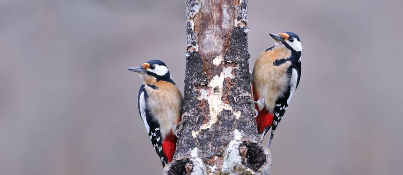 Two great spotted woodpecker perched.