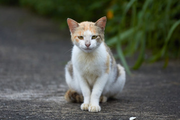 Street Cat