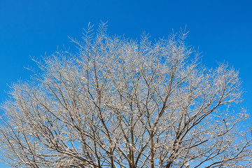 Blue winter sky and trees