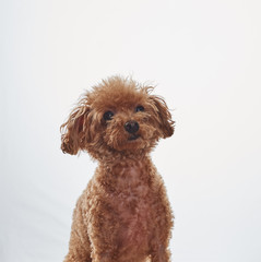 Brown hairy poodle puppy on a white background