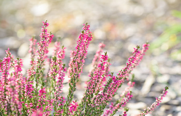 Heather flowers. Bright natural background.