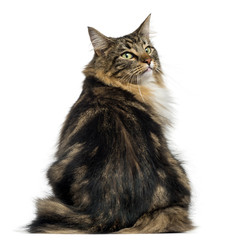 Rear view of a Norwegian Forest cat looking backwards, isolated on white
