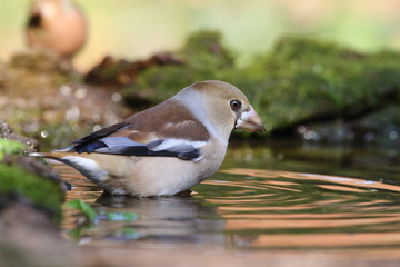 Hawfinch at feeding point