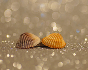 shells