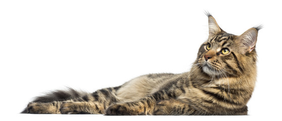 Side view of a Maine Coon lying down, isolated on white
