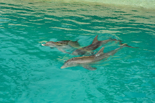 dolphin head