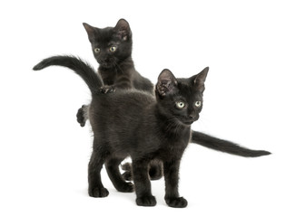 Two Black kittens playing, 2 months old, isolated on white