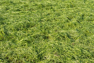 Frisches, grünes Gras