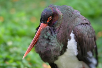 Heron close up