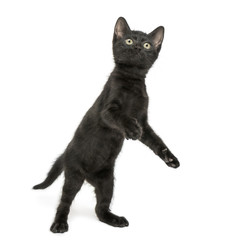 Black kitten standing on hind legs, playing, looking up, 2 month