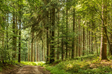 Obraz premium Forstweg in einem Wald
