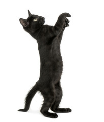 Black kitten standing on hind legs, reaching, pawing up, 2 months old, isolated on white